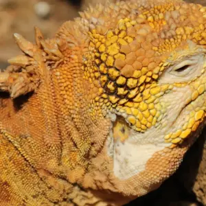 Explore The Best of Ecuador & Galapagos for 12 days with Adventure Journeys and discover unforgettable experiences - Photo 7
