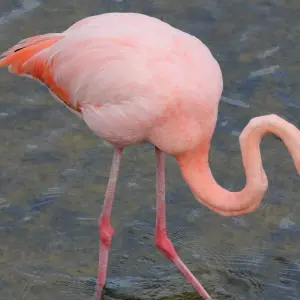 Explore Galapagos and Amazon Quest for 10 days with Adventure Journeys and discover unforgettable experiences - Photo 7