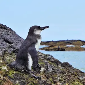 Explore The Best of Ecuador & Galapagos for 12 days with Adventure Journeys and discover unforgettable experiences - Photo 8