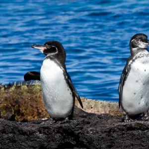 Explore Galapagos Multisport for 10 days with Adventure Journeys and discover unforgettable experiences - Photo 8