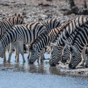 Explore Zambia's Best Parks for 9 days with Adventure Purists Ltd. and discover unforgettable experiences - Photo 4