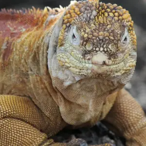 Explore Galapagos and Amazon Quest for 10 days with Adventure Journeys and discover unforgettable experiences - Photo 9