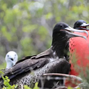 Explore The Best of Ecuador & Galapagos for 12 days with Adventure Journeys and discover unforgettable experiences - Photo 10