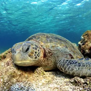 Explore Galapagos Multisport for 10 days with Adventure Journeys and discover unforgettable experiences - Photo 11