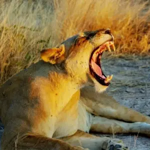 Explore Highlights of Zambia for 14 days with Adventure Purists Ltd. and discover unforgettable experiences - Photo 6