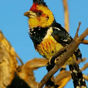 Explore Zambia's Best Parks for 9 days with Adventure Purists Ltd. and discover unforgettable experiences - Photo 8