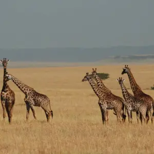 Explore Nairobi To Nairobi 11 Days Overlanding for 11 days with Africa Travel Co. and discover unforgettable experiences - Photo 6