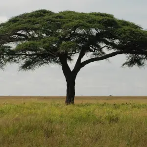 Explore Nairobi to Victoria Falls 36 Days Overlanding for 36 days with Africa Travel Co. and discover unforgettable experiences - Photo 5