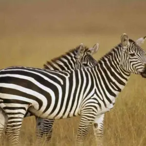 Explore Kenya Round Trip Safari for 8 days with Africa Venture Safaris and discover unforgettable experiences - Photo 3