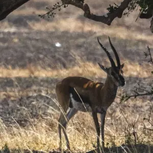 Explore Magic of Kenya Safari Tour - 7 Days for 7 days with Africa Venture Safaris and discover unforgettable experiences - Photo 2