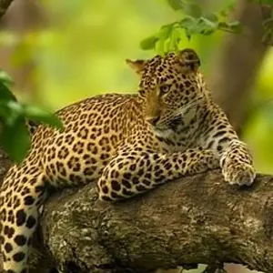 Explore Kenya Round Trip Safari for 8 days with Africa Venture Safaris and discover unforgettable experiences - Photo 4