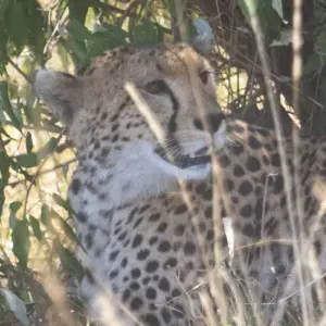 Explore Magic of Kenya Safari Tour - 7 Days for 7 days with Africa Venture Safaris and discover unforgettable experiences - Photo 3