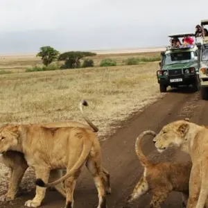 Explore Kenya Round Trip Safari for 8 days with Africa Venture Safaris and discover unforgettable experiences - Photo 5