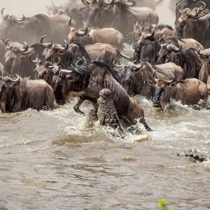 Explore Maasai Mara Wildebeest Migration 2023 - 2024 Safari for 6 days with Africa Venture Safaris and discover unforgettable experiences - Photo 3