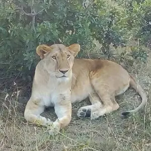 Explore 10 Days Kenya and Tanzania Adventure for 10 days with Africa Venture Safaris and discover unforgettable experiences - Photo 5