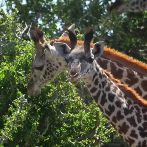Explore Magic of Kenya Safari Tour - 7 Days for 7 days with Africa Venture Safaris and discover unforgettable experiences - Photo 4