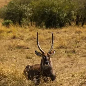 Explore 4 Days Amazing Kenya Safari for 4 days with Africa Venture Safaris and discover unforgettable experiences - Photo 5