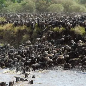 Explore Maasai Mara Wildebeest Migration 2023 - 2024 Safari for 6 days with Africa Venture Safaris and discover unforgettable experiences - Photo 4