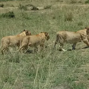 Explore Kenya and Tanzania Overland Safari - 14 Days for 14 days with Africa Venture Safaris and discover unforgettable experiences - Photo 5