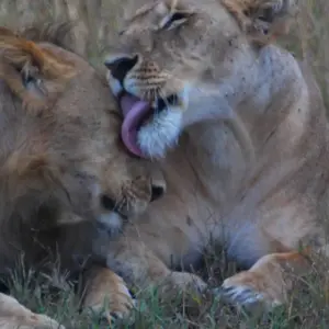 Explore Magic of Kenya Safari Tour - 7 Days for 7 days with Africa Venture Safaris and discover unforgettable experiences - Photo 5