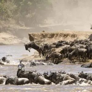 Explore Maasai Mara Wildebeest Migration 2023 - 2024 Safari for 6 days with Africa Venture Safaris and discover unforgettable experiences - Photo 5