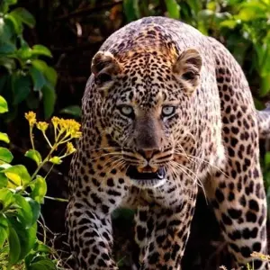 Explore Kenya Tanzania and Zanzibar Safari + Beach for 10 days with Africa Venture Safaris and discover unforgettable experiences - Photo 5