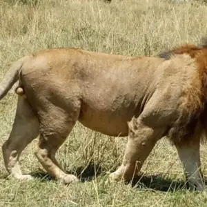 Explore Explore Kenya and Tanzania in 8 Days for 8 days with Africa Venture Safaris and discover unforgettable experiences - Photo 4