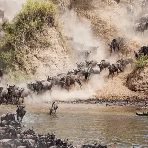 Explore Maasai Mara Wildebeest Migration 2023 - 2024 Safari for 6 days with Africa Venture Safaris and discover unforgettable experiences - Photo 6