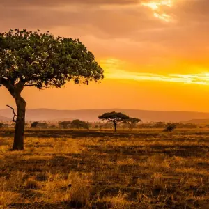 Explore 12 Days Best of Kenya and Tanzania Luxury Lodge Safari for 12 days with Africa Venture Safaris and discover unforgettable experiences - Photo 6