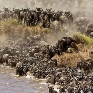 Explore Maasai Mara Wildebeest Migration 2023 - 2024 Safari for 6 days with Africa Venture Safaris and discover unforgettable experiences - Photo 7