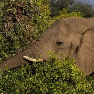 Explore 12 Days Best of Kenya and Tanzania for 12 days with Africa Venture Safaris and discover unforgettable experiences - Photo 8