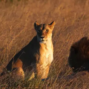 Explore Kenya and Tanzania Overland Safari - 14 Days for 14 days with Africa Venture Safaris and discover unforgettable experiences - Photo 8