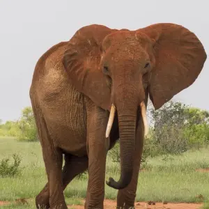 Explore Magic of Kenya Safari Tour - 7 Days for 7 days with Africa Venture Safaris and discover unforgettable experiences - Photo 8