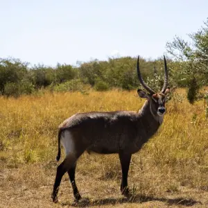 Explore 10 Days Kenya and Tanzania Adventure for 10 days with Africa Venture Safaris and discover unforgettable experiences - Photo 9