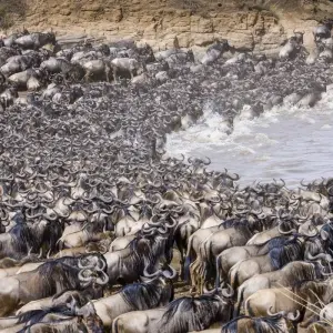 Explore Maasai Mara Wildebeest Migration 2023 - 2024 Safari for 6 days with Africa Venture Safaris and discover unforgettable experiences - Photo 8