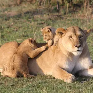 Explore Magic of Kenya Safari Tour - 7 Days for 7 days with Africa Venture Safaris and discover unforgettable experiences - Photo 9
