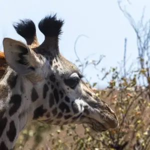Explore 10 Days Kenya and Tanzania Adventure for 10 days with Africa Venture Safaris and discover unforgettable experiences - Photo 10