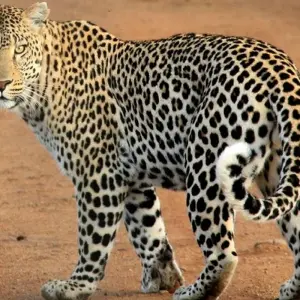 Explore 4 Days Amazing Kenya Safari for 4 days with Africa Venture Safaris and discover unforgettable experiences - Photo 10