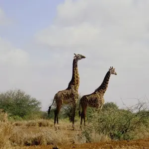 Explore 12 Days Best of Kenya and Tanzania Luxury Lodge Safari for 12 days with Africa Venture Safaris and discover unforgettable experiences - Photo 8