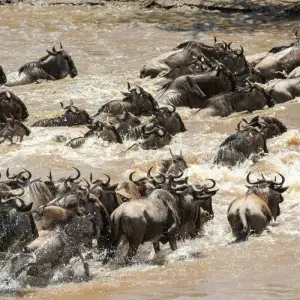 Explore Maasai Mara Wildebeest Migration 2023 - 2024 Safari for 6 days with Africa Venture Safaris and discover unforgettable experiences - Photo 9