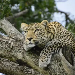 Explore Magic of Kenya Safari Tour - 7 Days for 7 days with Africa Venture Safaris and discover unforgettable experiences - Photo 10