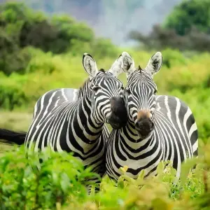 Explore 4 Days Amazing Kenya Safari for 4 days with Africa Venture Safaris and discover unforgettable experiences - Photo 11
