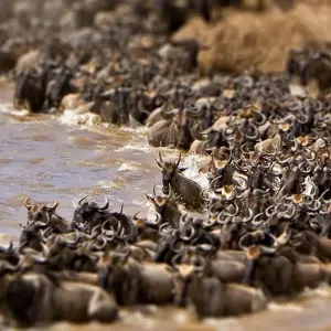 Explore Maasai Mara Wildebeest Migration 2023 - 2024 Safari for 6 days with Africa Venture Safaris and discover unforgettable experiences - Photo 10