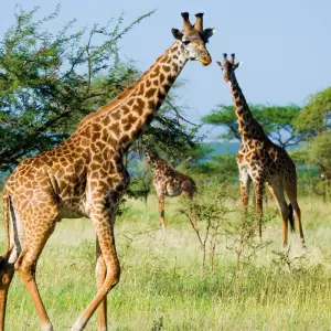 Explore 12 Days Best of Kenya and Tanzania Luxury Lodge Safari for 12 days with Africa Venture Safaris and discover unforgettable experiences - Photo 10