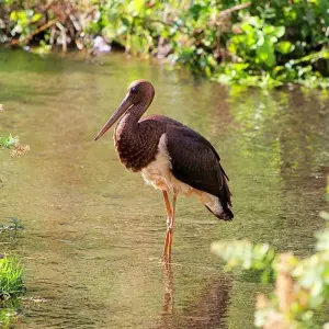 Explore The Ultimate Adventure 8-Day Tanzania Safari and Zanzibar Beach Tour - At affordable Price. for 8 days with Africa Natural Tours and discover unforgettable experiences - Photo 4
