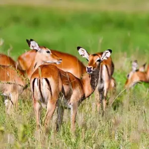 Explore The Ultimate Adventure 8-Day Tanzania Safari and Zanzibar Beach Tour - At affordable Price. for 8 days with Africa Natural Tours and discover unforgettable experiences - Photo 6