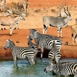 Explore 4 Days Western Corridor Serengeti Migration Safari in May, June and July with reasonable price for 4 days with Africa Natural Tours and discover unforgettable experiences - Photo 2