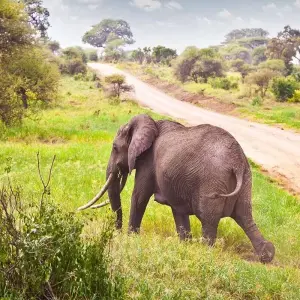 Explore The Ultimate Adventure 8-Day Tanzania Safari and Zanzibar Beach Tour - At affordable Price. for 8 days with Africa Natural Tours and discover unforgettable experiences - Photo 8