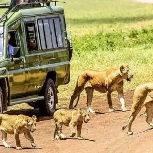 Explore 6 days East and Central Serengeti migration safari: October and November; experience single movement of Wildebeest, Zebra and gazelle for 6 days with Africa Natural Tours and discover unforgettable experiences - Photo 2