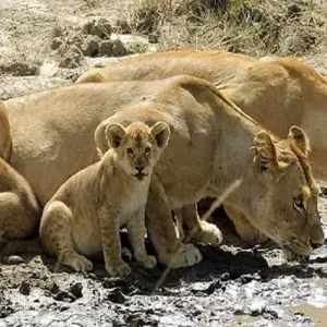 Explore Best 4 days East and Central Serengeti migration safari with Reasonable Prices. for 4 days with Africa Natural Tours and discover unforgettable experiences - Photo 2